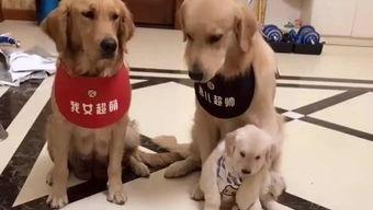 娱乐吃瓜酱送小狗,暖心情怀传递爱心瞬间